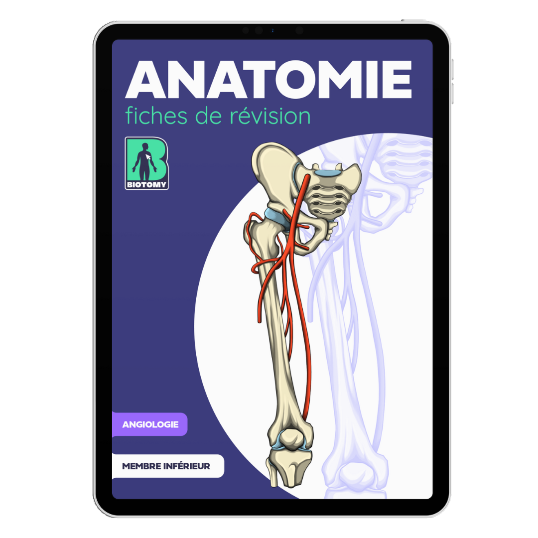 Fiches angiologie - Membre inférieur
