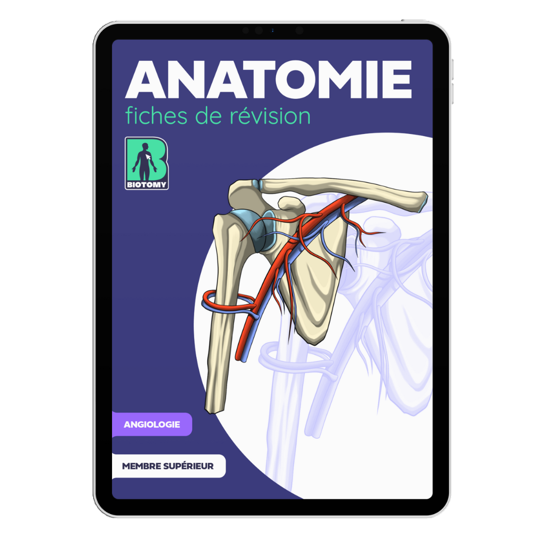 Fiches angiologie - Membre supérieur