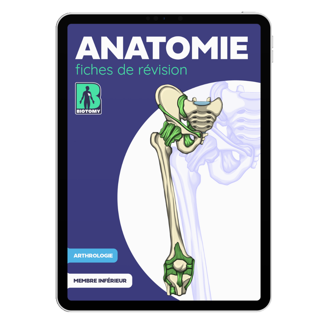Fiches arthrologie - Membre inférieur
