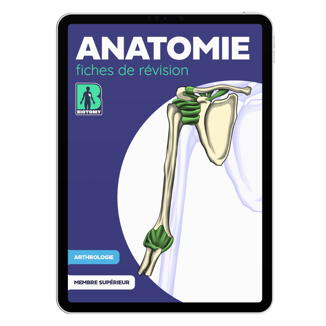 Fiches arthrologie - Membre supérieur