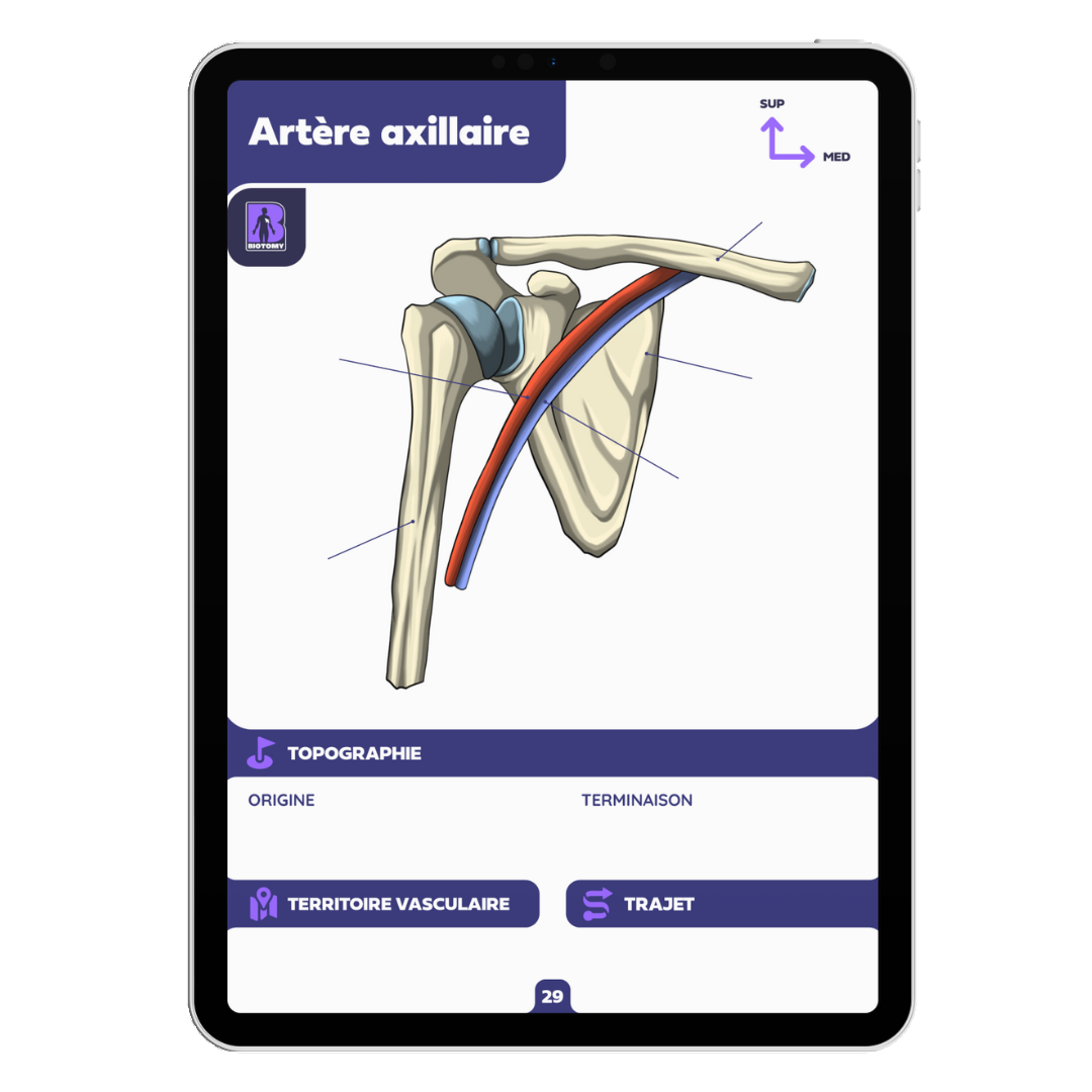 Fiches angiologie - Membre supérieur