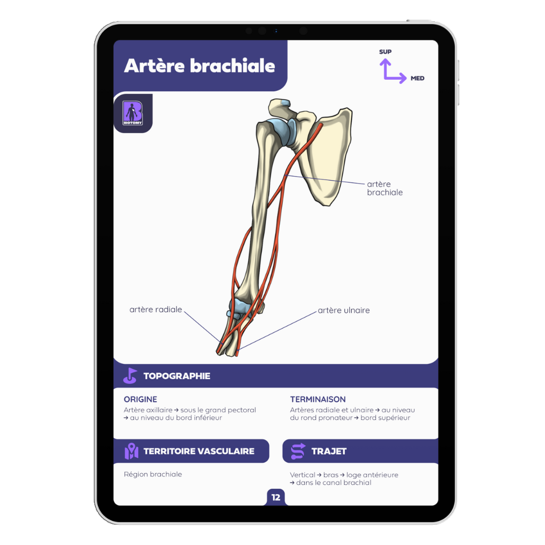 Fiches angiologie - Membre supérieur
