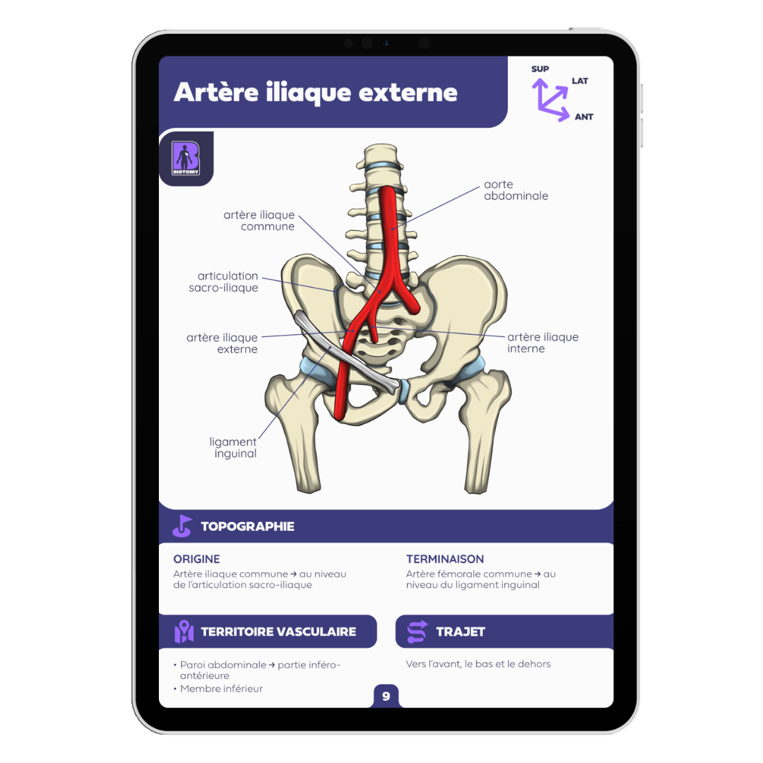 Fiches angiologie - Membre inférieur