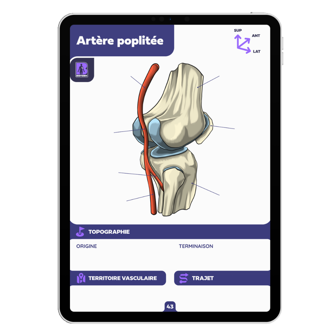 Fiches angiologie - Membre inférieur