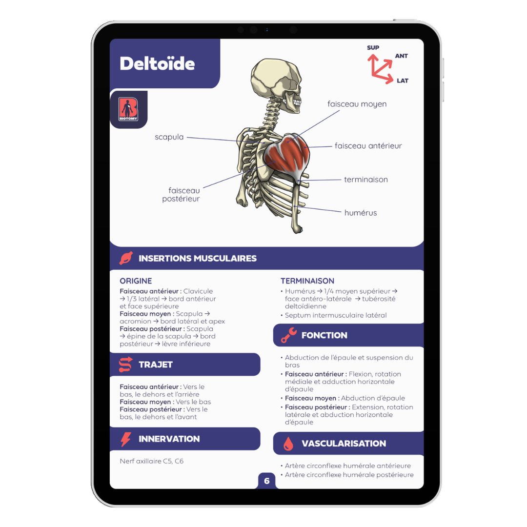 Fiches myologie - Membre supérieur