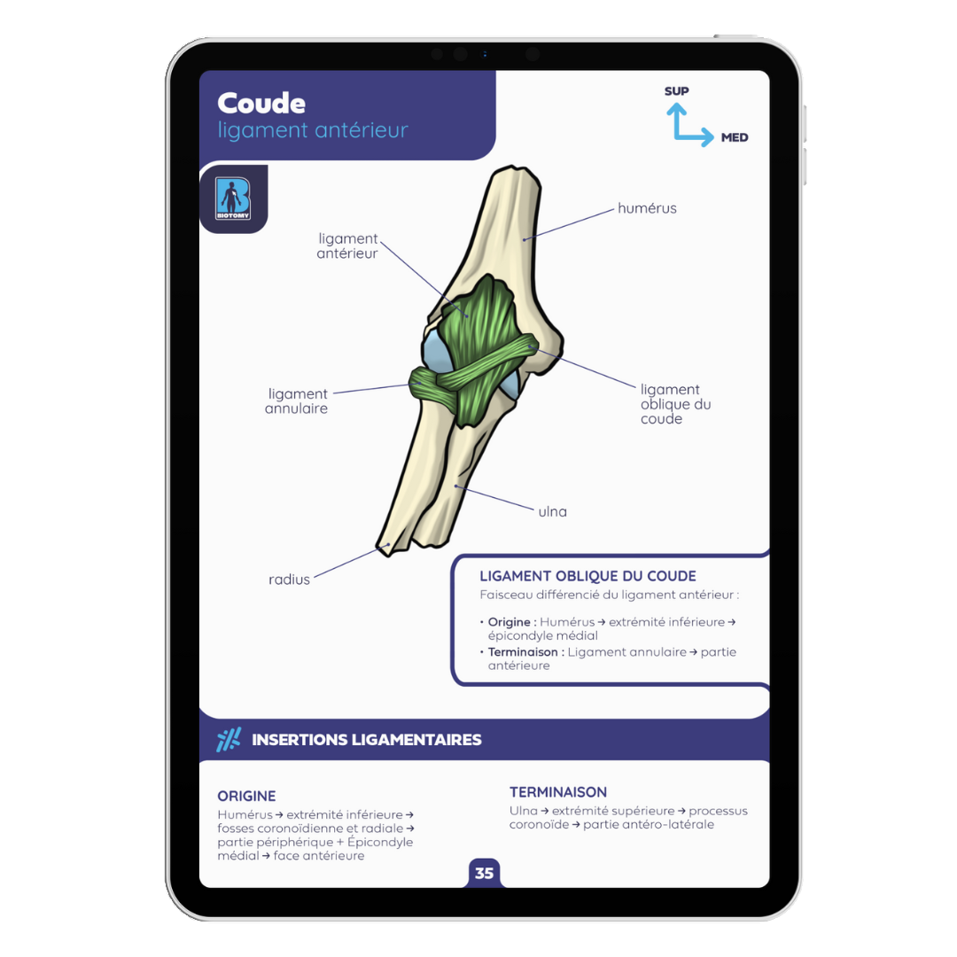 Fiches arthrologie - Membre supérieur