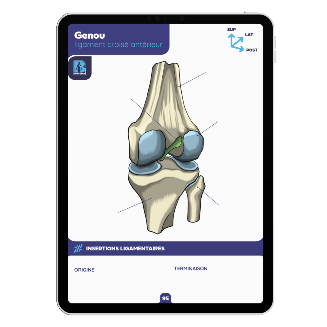 Fiches arthrologie - Membre inférieur
