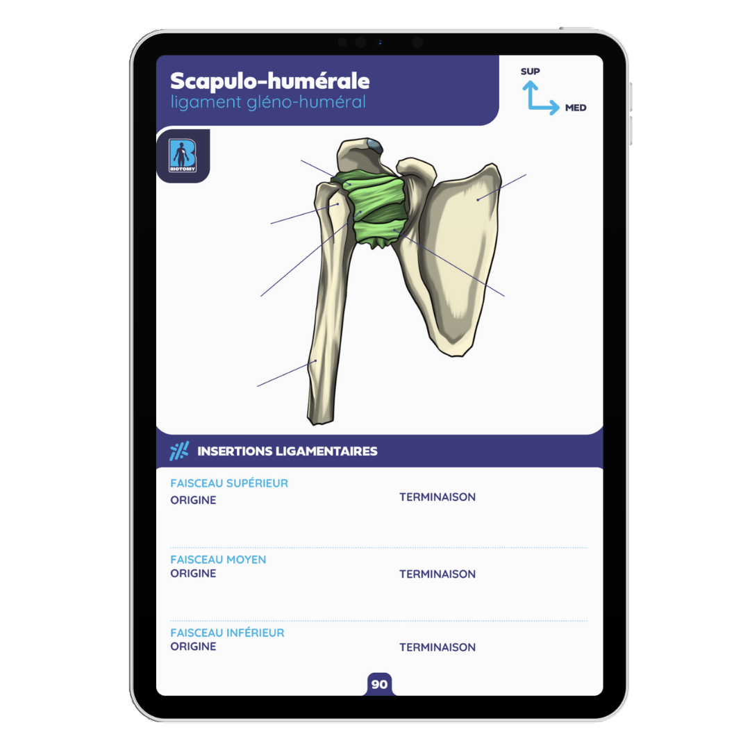 Fiches arthrologie - Membre supérieur