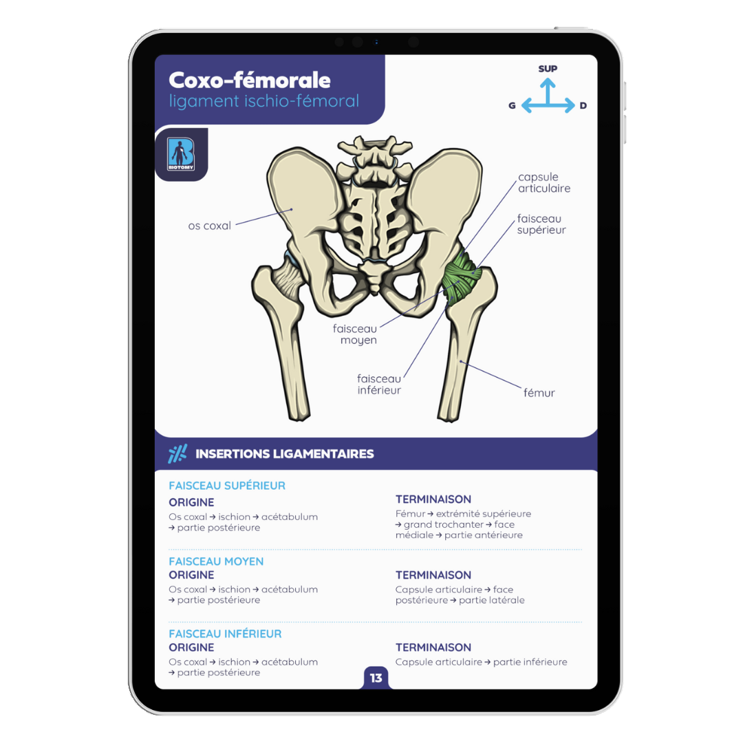 Fiches arthrologie - Membre inférieur