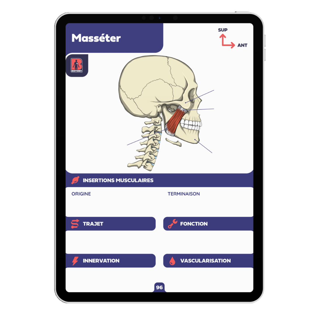 Fiches myologie - Tête et cou