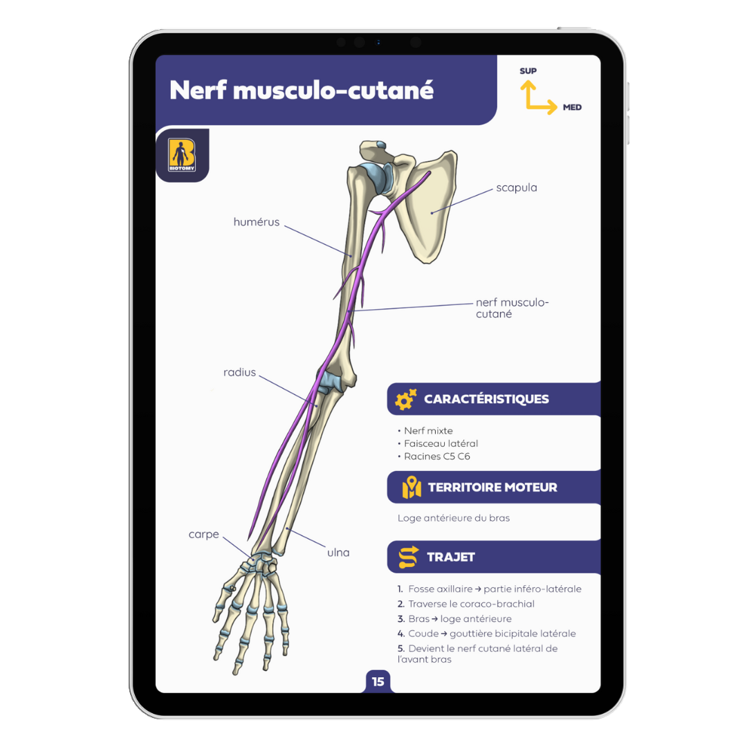 Fiches neurologie - Membre supérieur