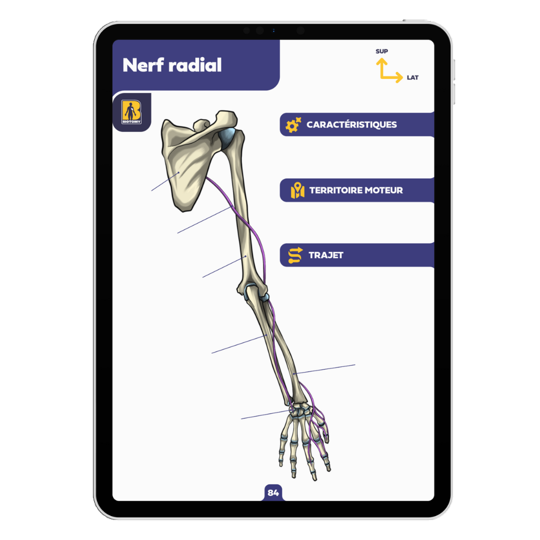 Fiches neurologie - Membre supérieur