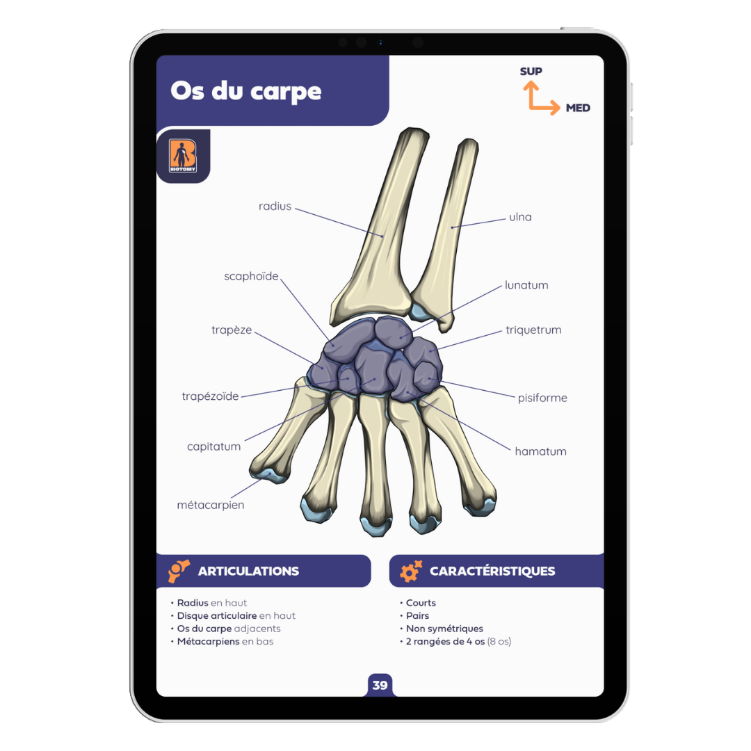 Fiches ostéologie - Membre supérieur