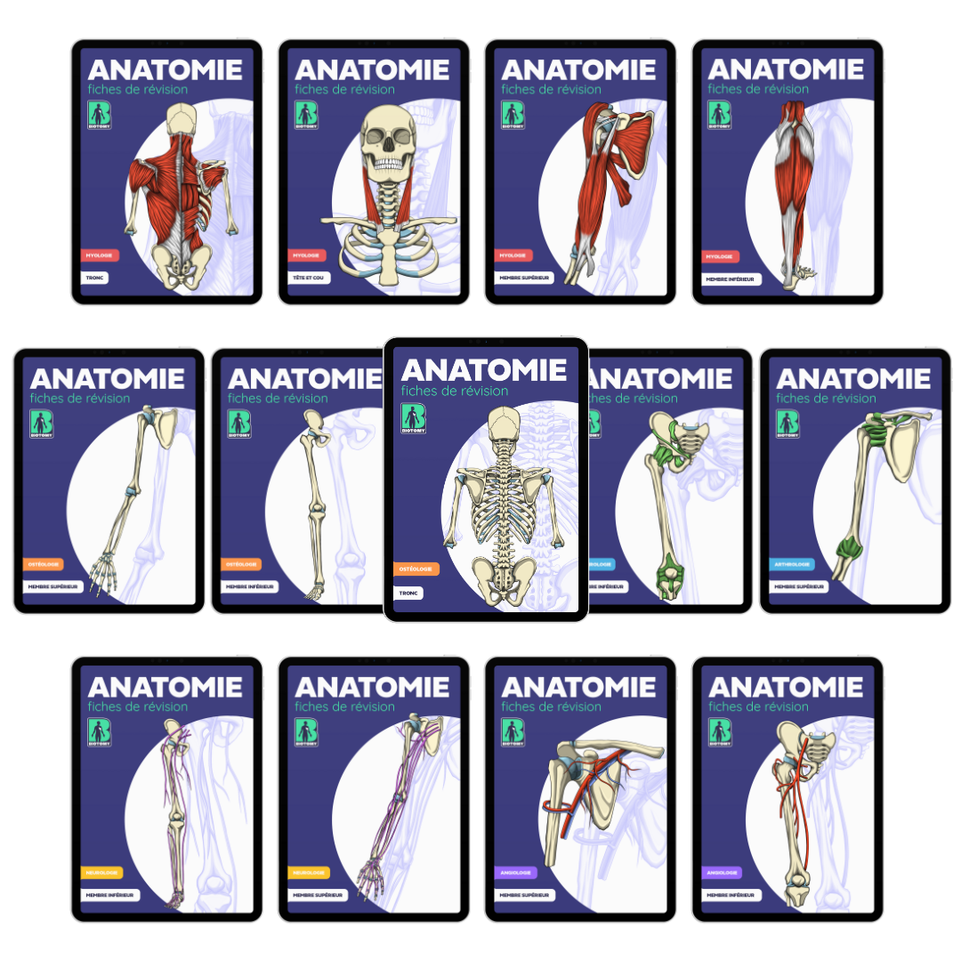 Pack complet - Fiches d'anatomie