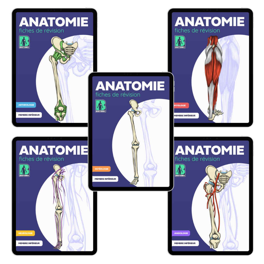 Pack membre inférieur - Fiches d'anatomie