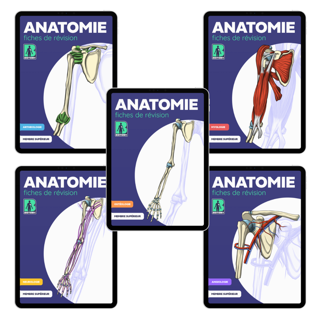 Pack membre supérieur - Fiches d'anatomie