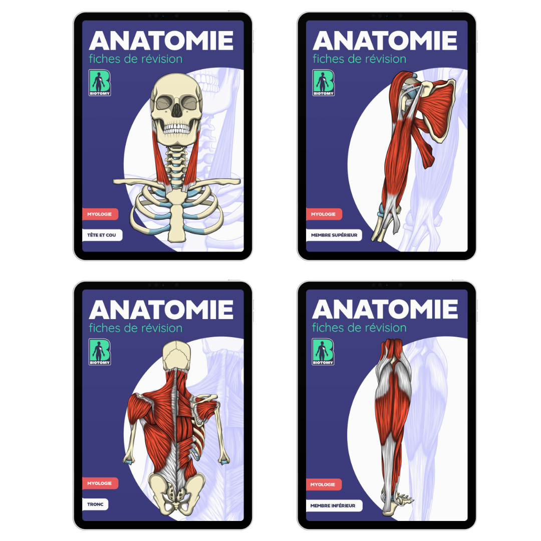 Pack muscles - Fiches d'anatomie