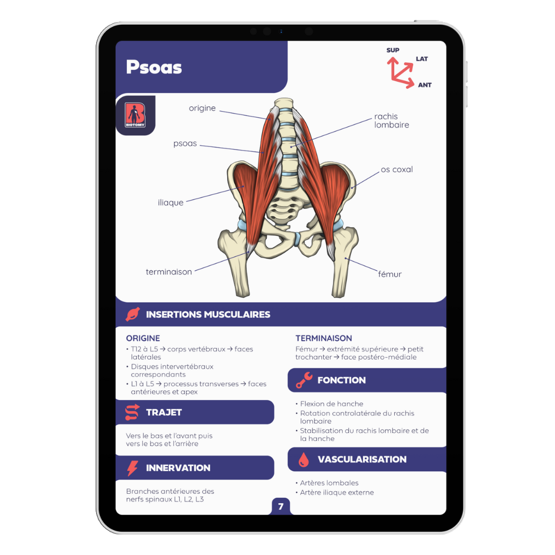 Fiches myologie - Membre inférieur