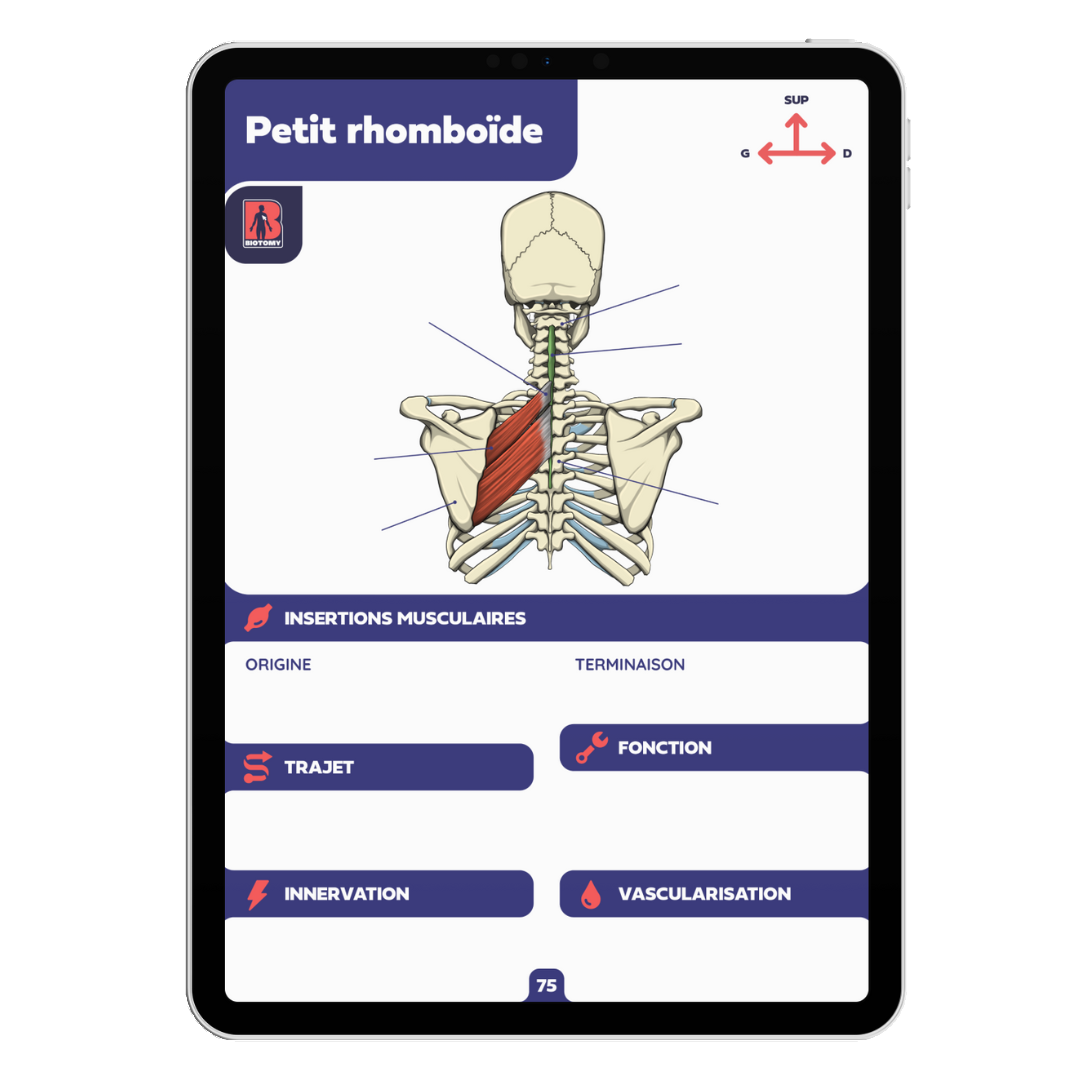 Fiches myologie - Tronc