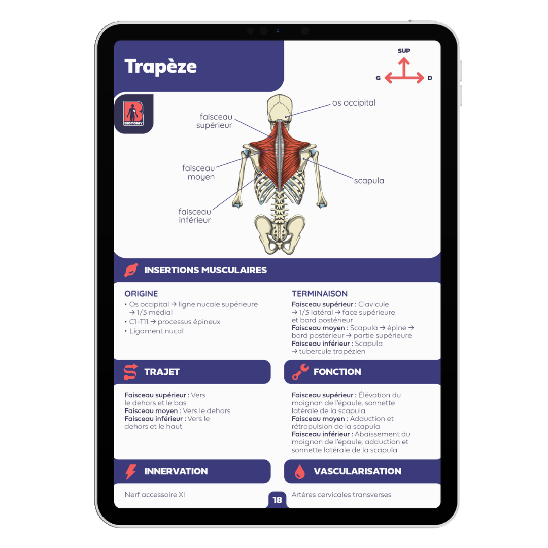 Fiches myologie - Tête et cou