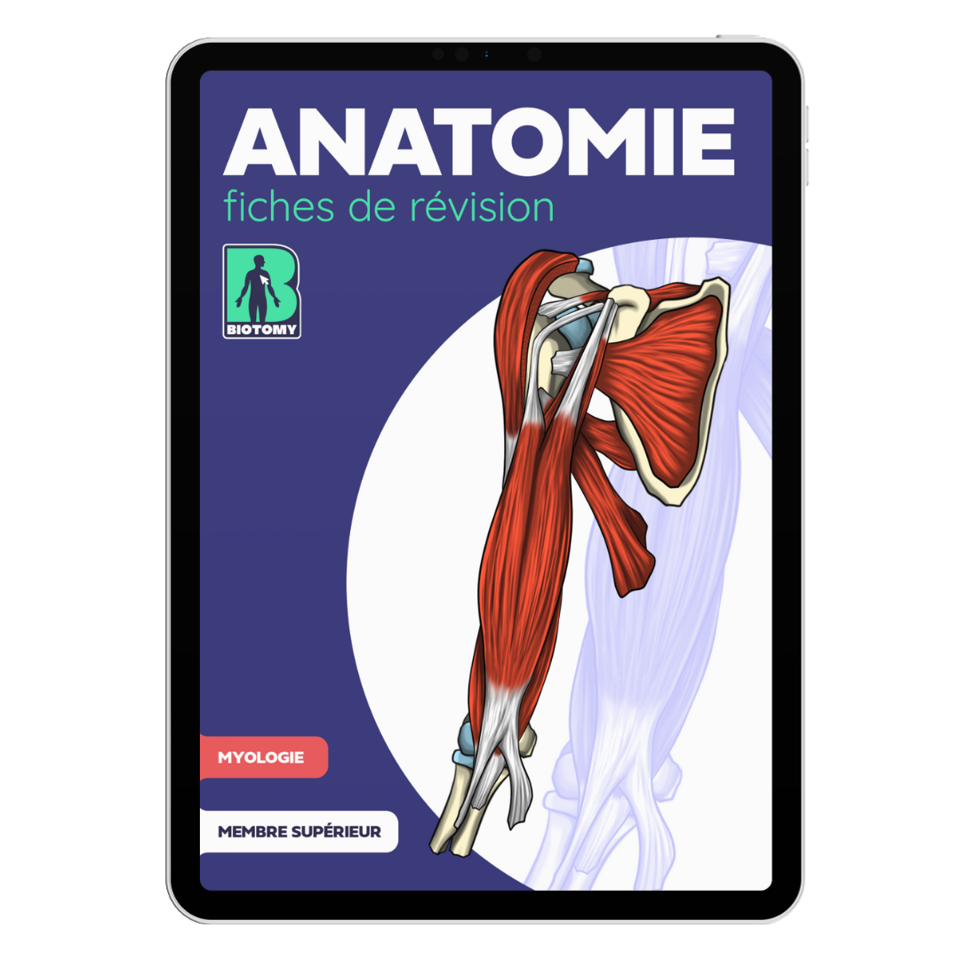Fiches myologie - Membre supérieur