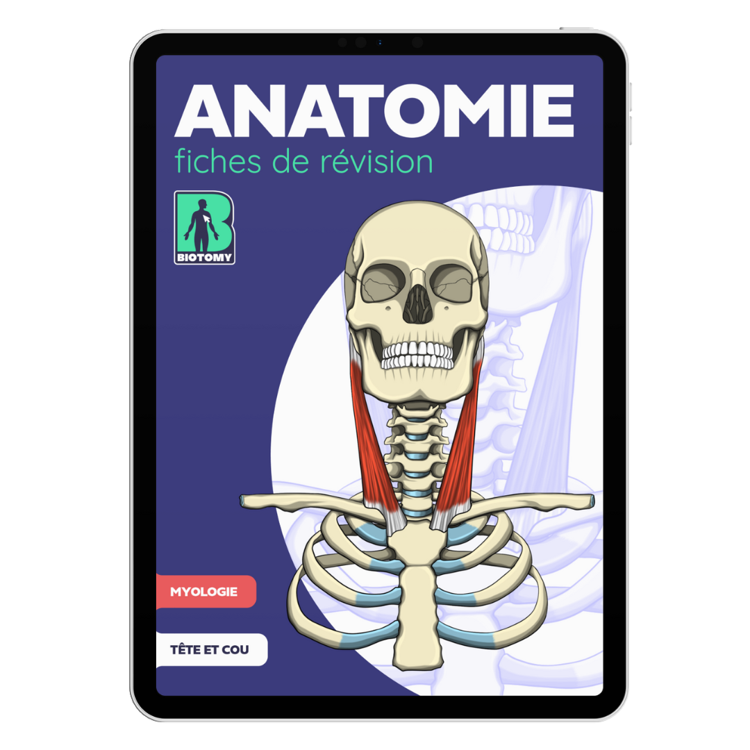 Fiches myologie - Tête et cou