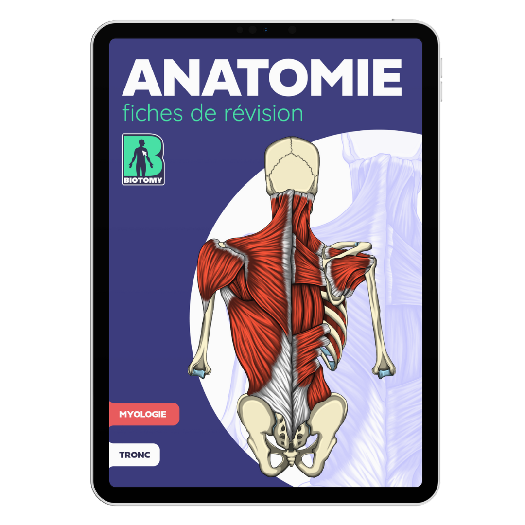 Fiches myologie - Tronc