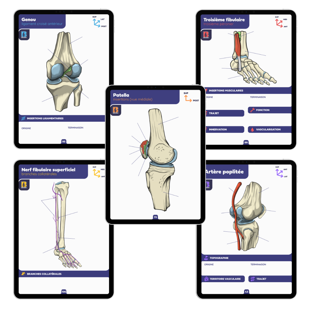 Pack membre inférieur - Fiches d'anatomie