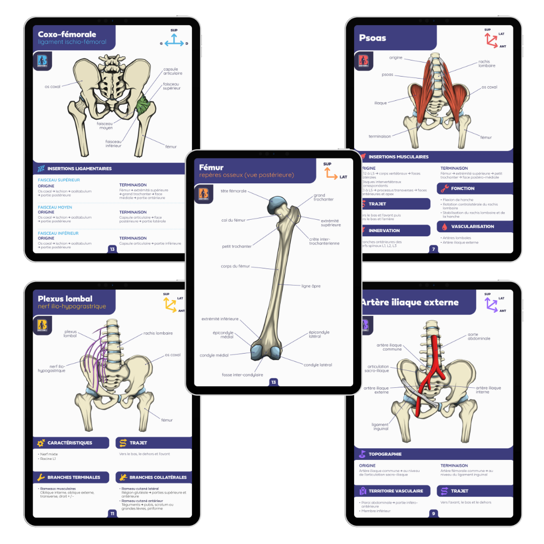 Pack membre inférieur - Fiches d'anatomie