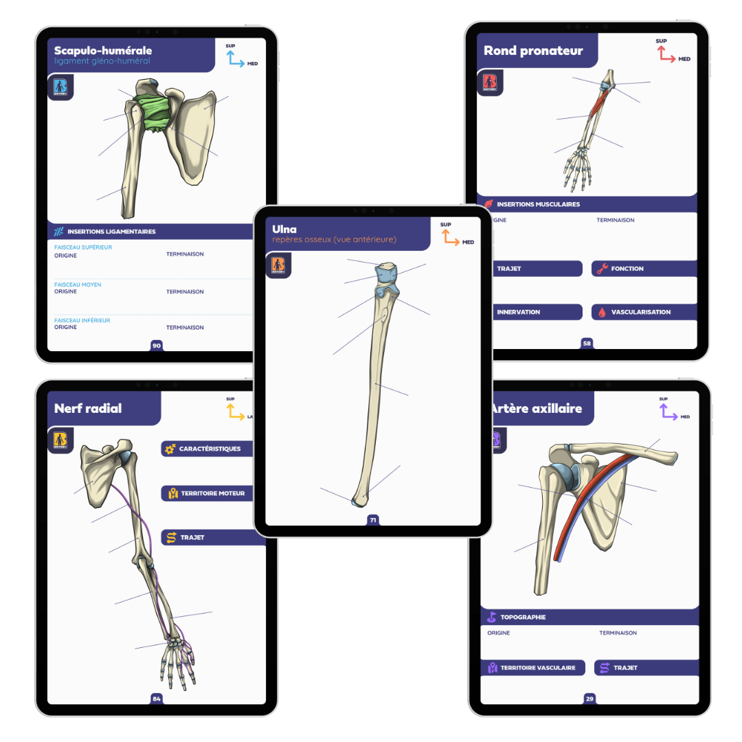 Pack membre supérieur - Fiches d'anatomie