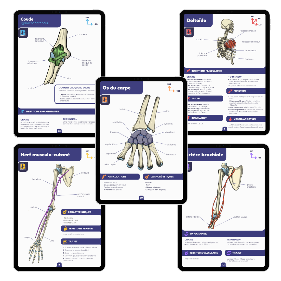 Pack membre supérieur - Fiches d'anatomie