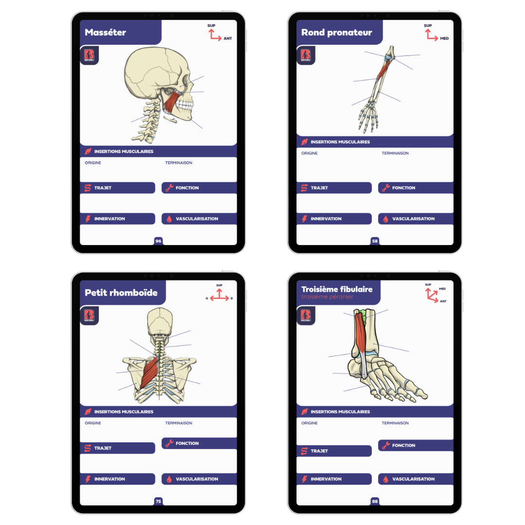 Pack muscles - Fiches d'anatomie