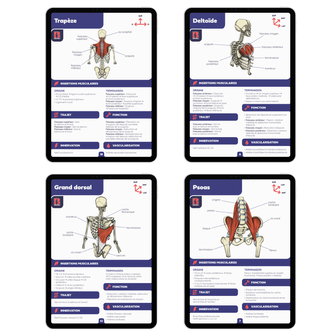 Pack muscles - Fiches d'anatomie