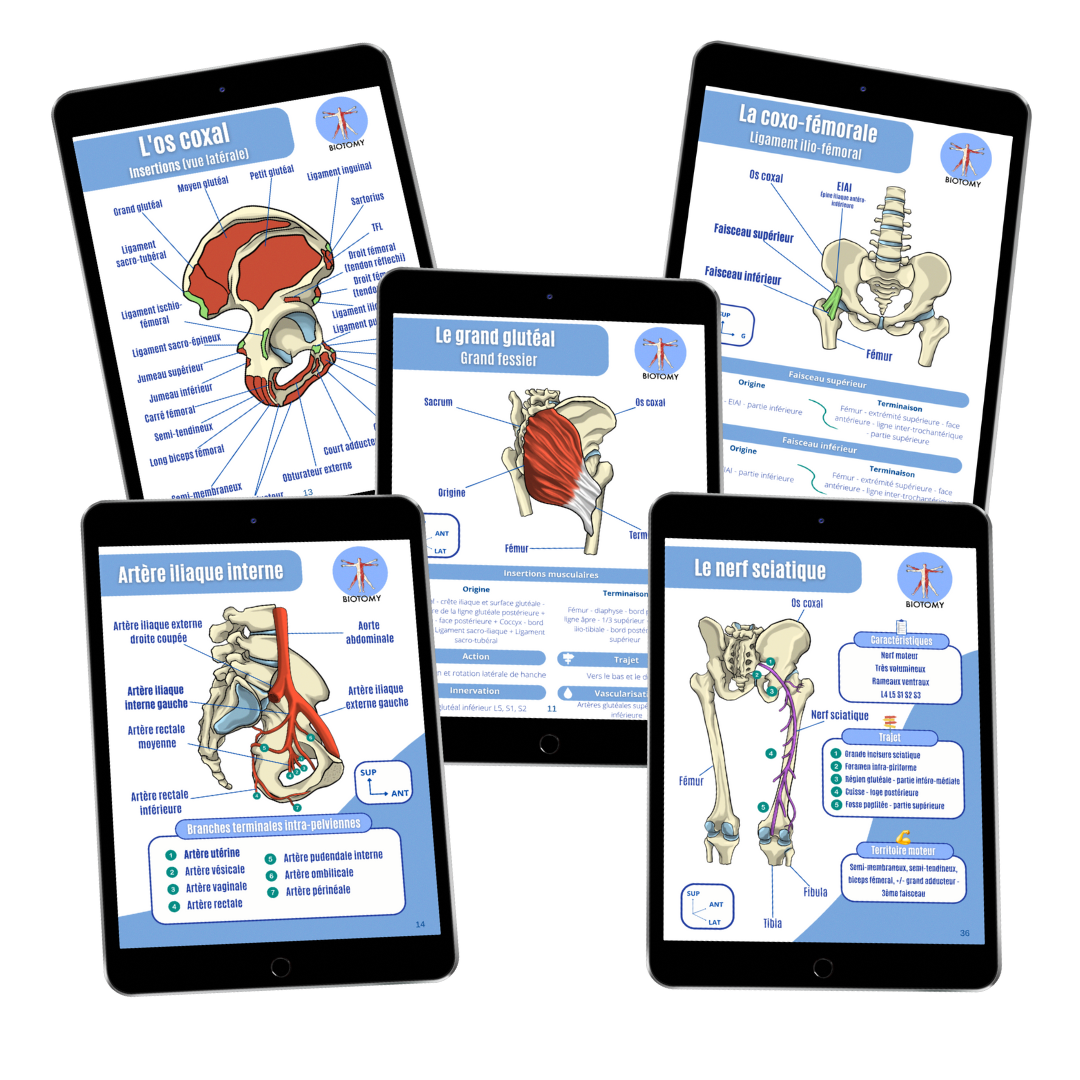 Pack membre inférieur