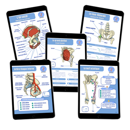 Pack membre inférieur