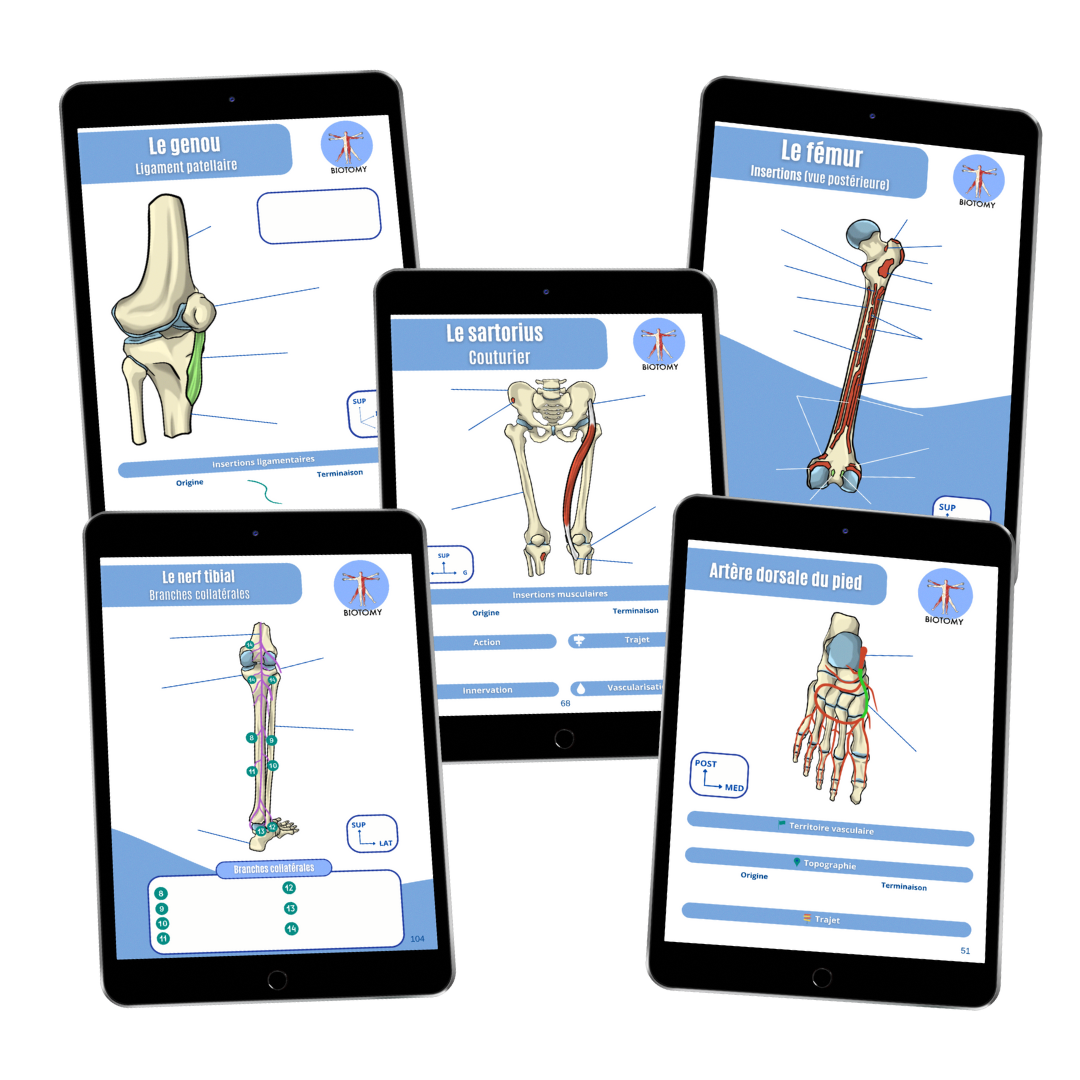 Pack membre inférieur