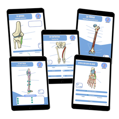 Pack membre inférieur